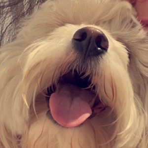 Meet your Posher, Maxwell